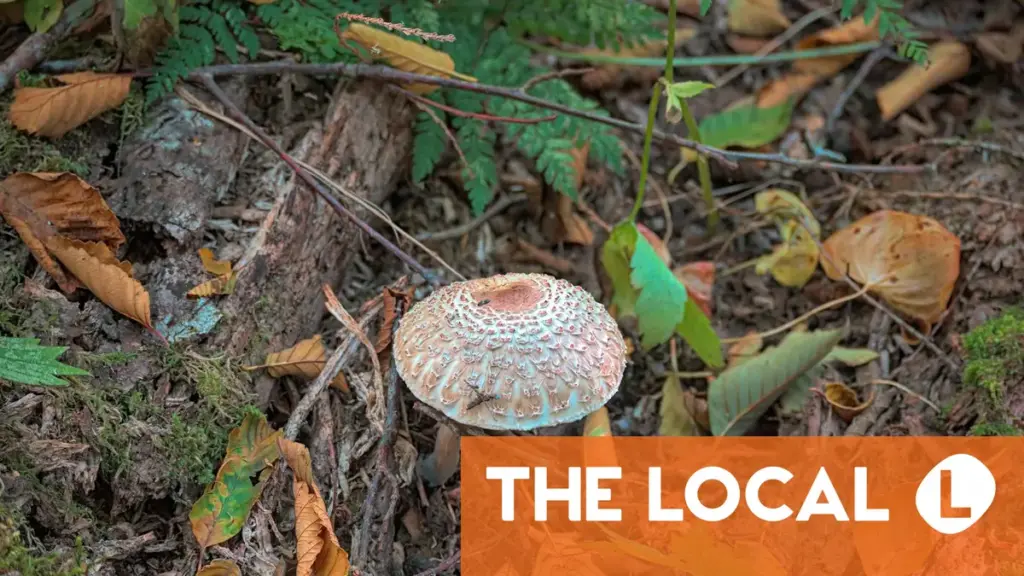 Health authorities in Norway issue warning to mushroom foragers