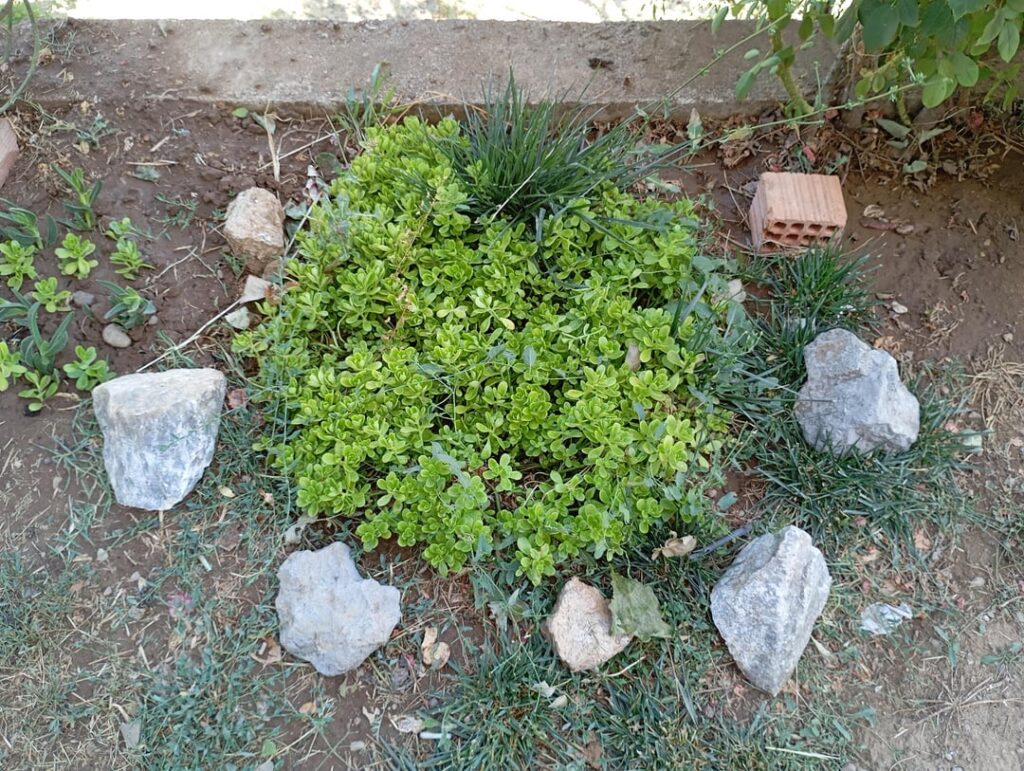 Garden Therapy :)