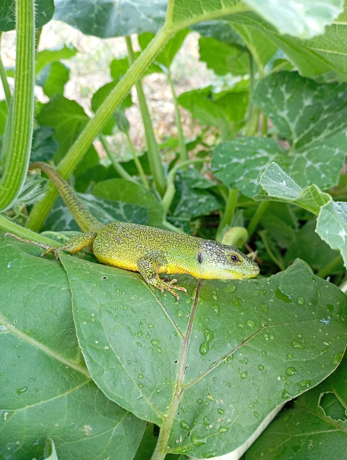 Visitor to my garden
