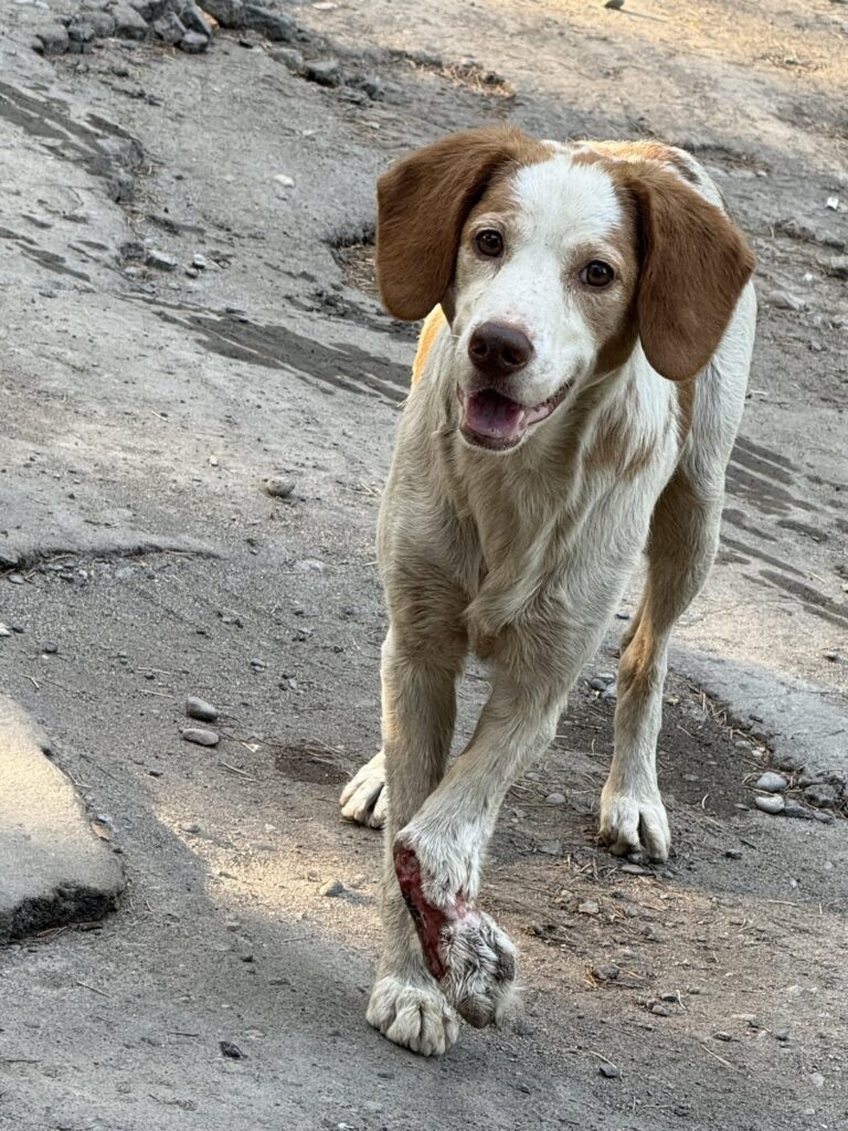 Ambulance - injured dog in Kutaisi