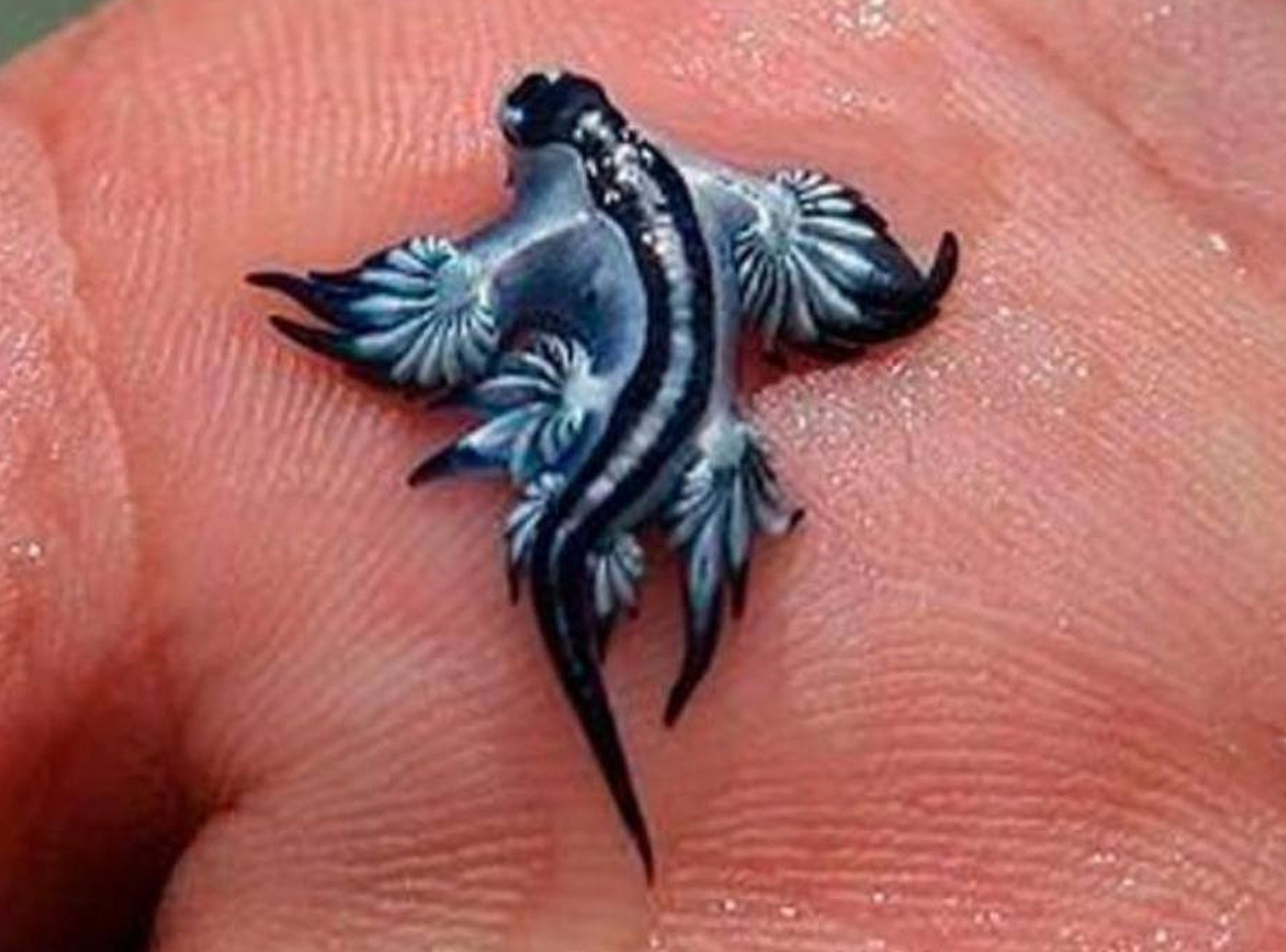Close-up of a blue dragon sea slug on a person's hand.