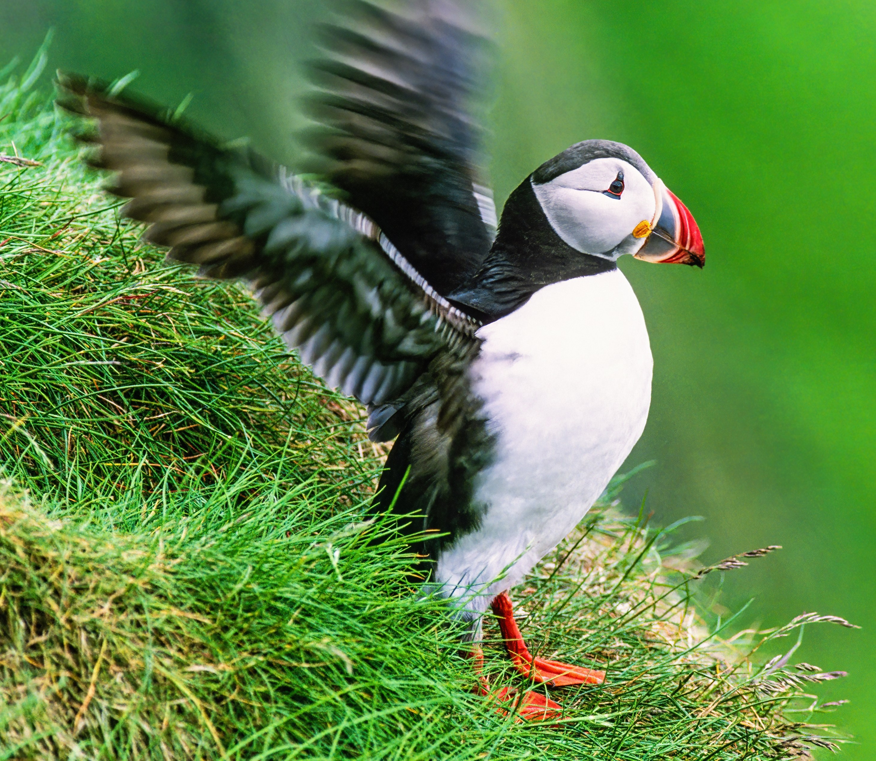 Atlantic puffin flapping its wings.