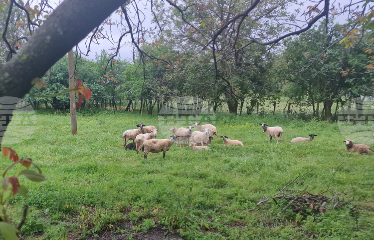 Sheep Pox Outbreak Detected in Southern Bulgaria Sheep Pox Outbreak Detected in Southern Bulgaria