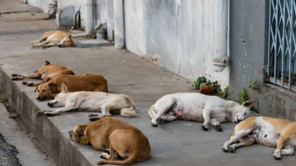 Netherlands Solved Its Stray Dog Problem. Can Delhi Do the Same? Here’s How Other Cities Tackle This Menace | Delhi News Times Now