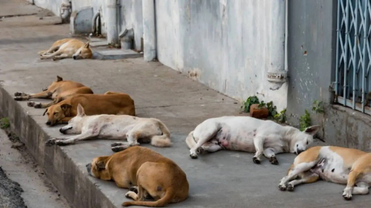 stray dog