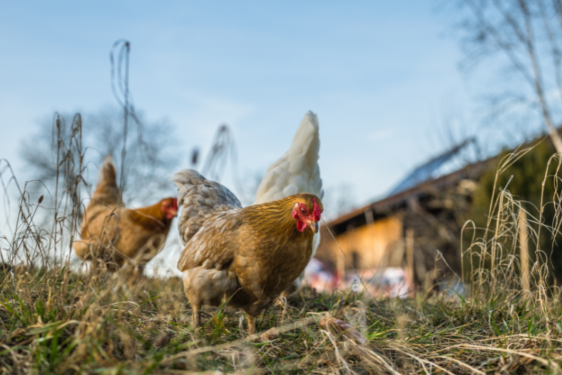 Bosnia-Herzegovina: poultry sector study and trade mission 2025 | Nieuwsbericht