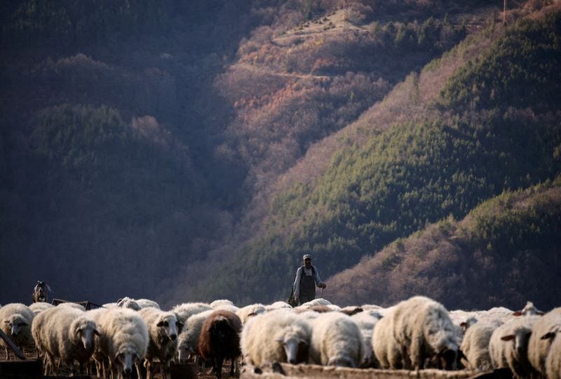 Bulgaria reports bluetongue disease outbreak on sheep farm GBAF Logo