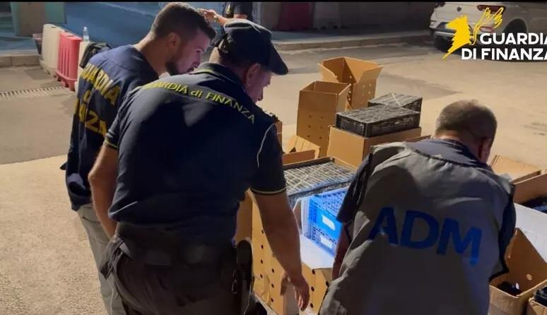 Thousands of protected birds seized in illegal trafficking operation, Maltese man arrested