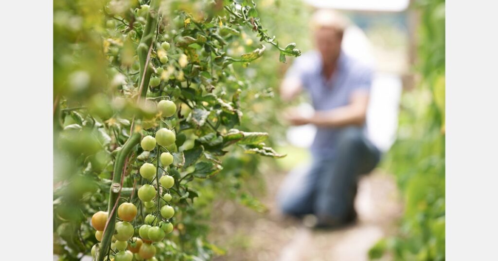 Government RSE decision decried by growers
