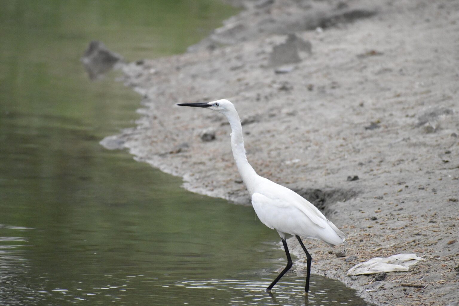 Iran's nature is under threat—here's how better environmental stewardship can save it
