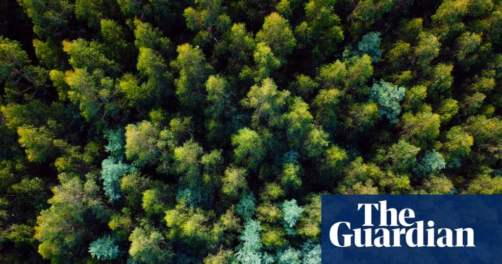 Victoria’s mountain ash forests could lose a quarter of ‘giant’ trees as temperatures rise | Environment