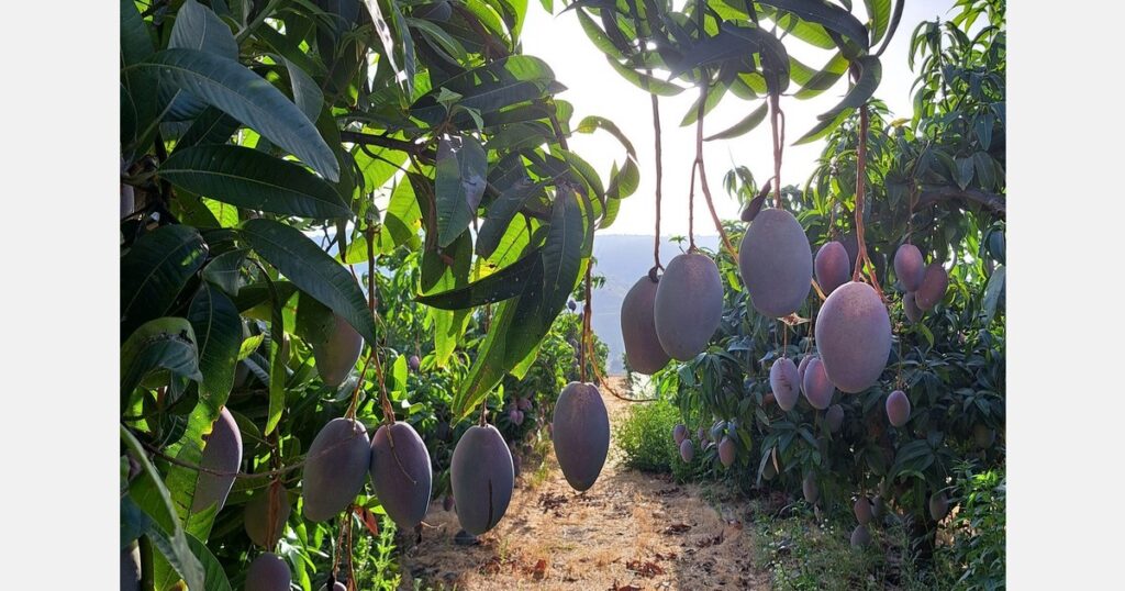 Mango production recovers this year in Spain and could reach 35,000 tons Mango production recovers this year in Spain and could reach 35,000 tons