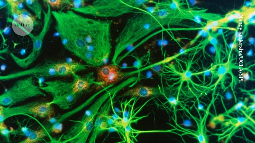 What would society be like if everyone could be 30 IQ points smarter? In the future, we may be able to use gene editing to edit our brains throughout our lives, successful tests in mice suggest.