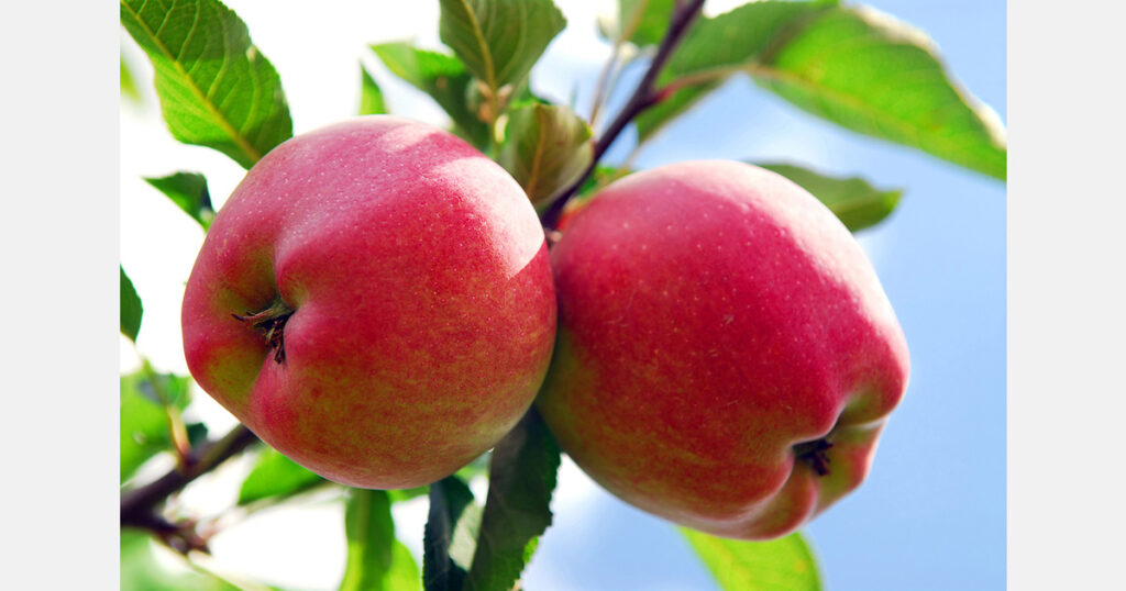 Apple and pear prices in Poland in August, outlook for the new season Apple and pear prices in Poland in August, outlook for the new season