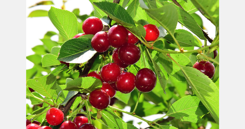 Poland study tests Vidre+ packaging on cherries