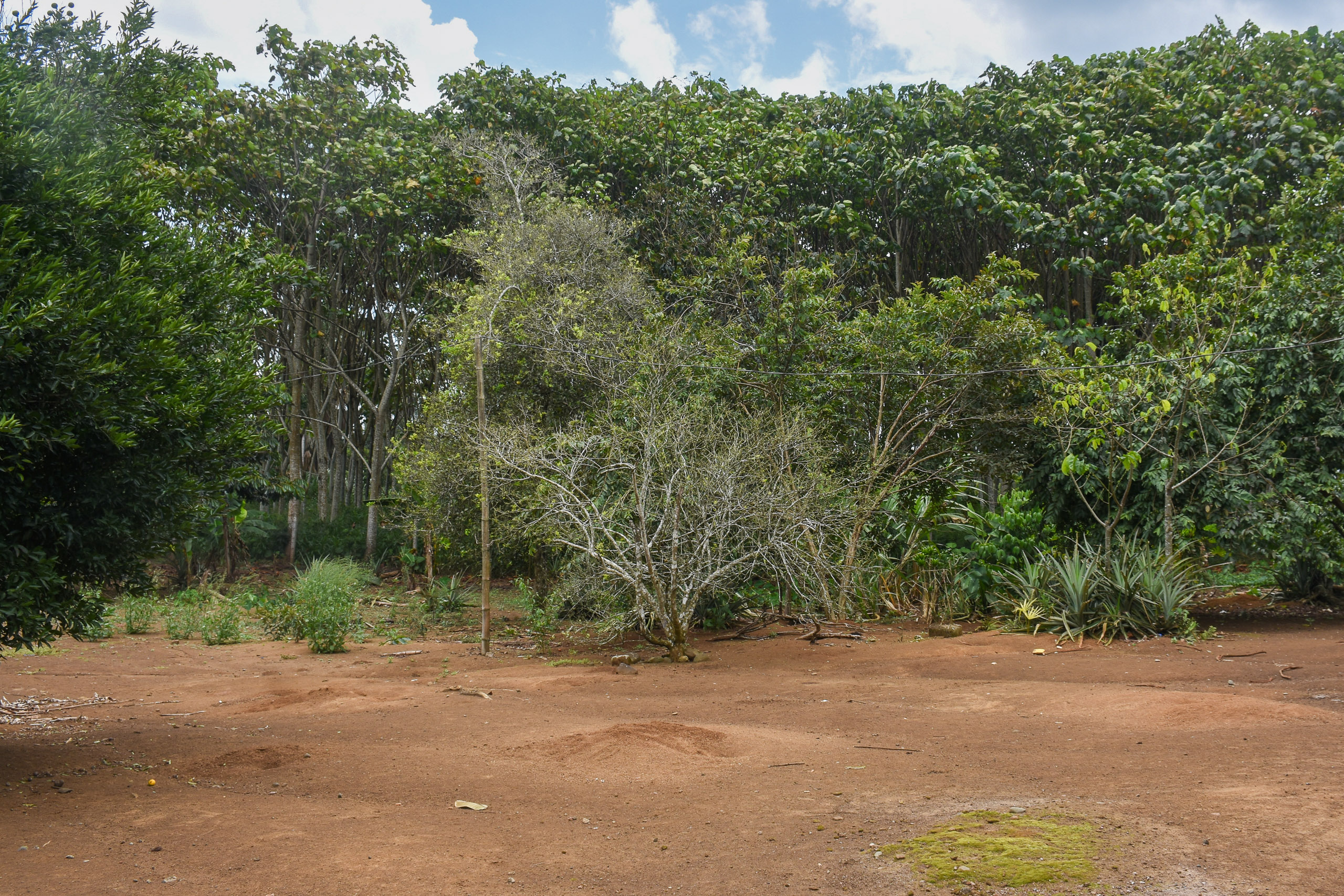 A dirt field with trees in the background under a cloudy sky, surrounded by natural vegetation and grass.