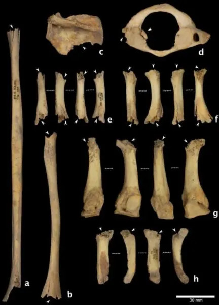 Bones that show signs of cannibalism. Image: Saladié et al., 2025