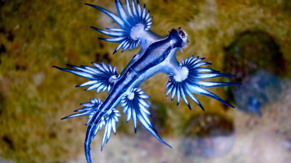 Spain closes beaches over rare blue dragon sea slug with perilous sting