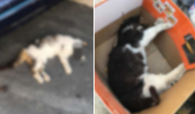 Cat killer pleads guilty to animal cruelty charges