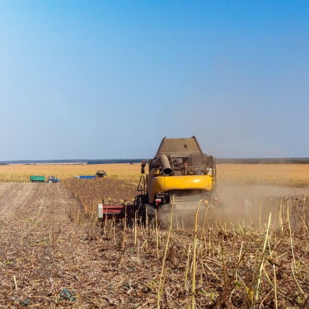 Sunflower seeds: new crop from Bulgaria to be shipped soon