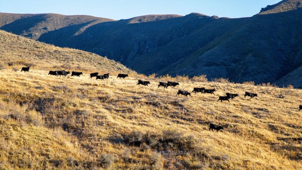 Molesworth Station: New Zealand’s largest farm still fighting bovine tuberculosis