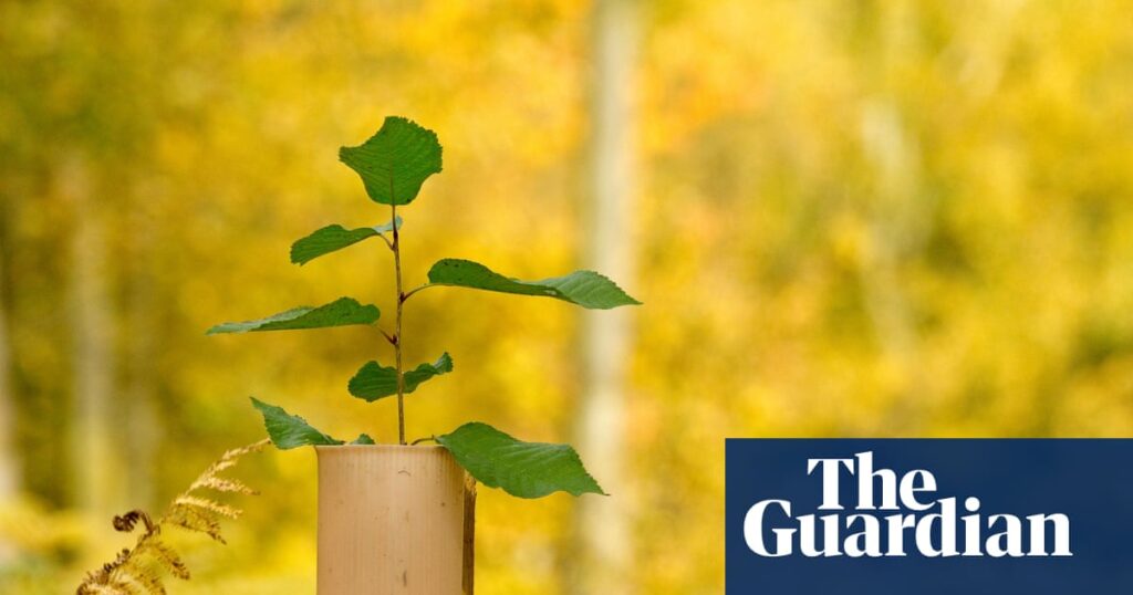 Country diary: The race is on between bracken and saplings | Trees and forests