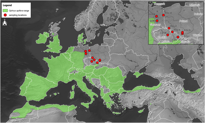 Climate change-driven northward expansion of the mediterranean orchid Ophrys apifera from genetic and ecological perspectives