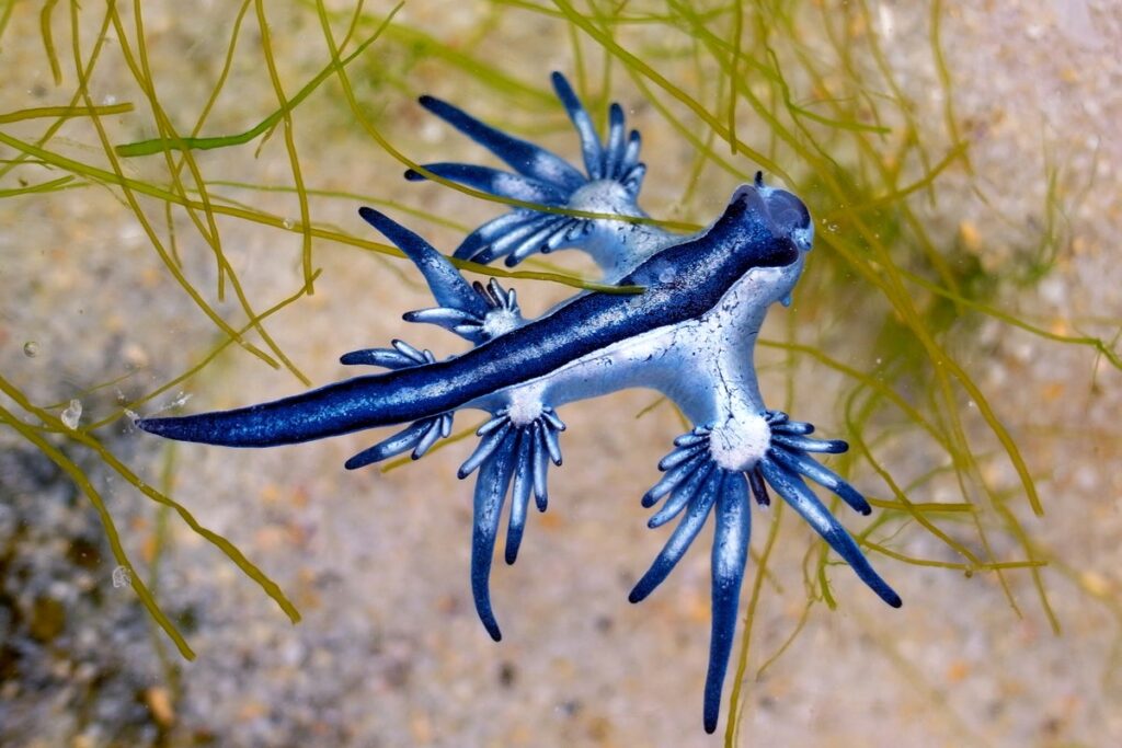 Pokemon-like sea creature with painful sting forces beaches in Spain to close Pokemon-like sea creature with painful sting forces beaches in Spain to close