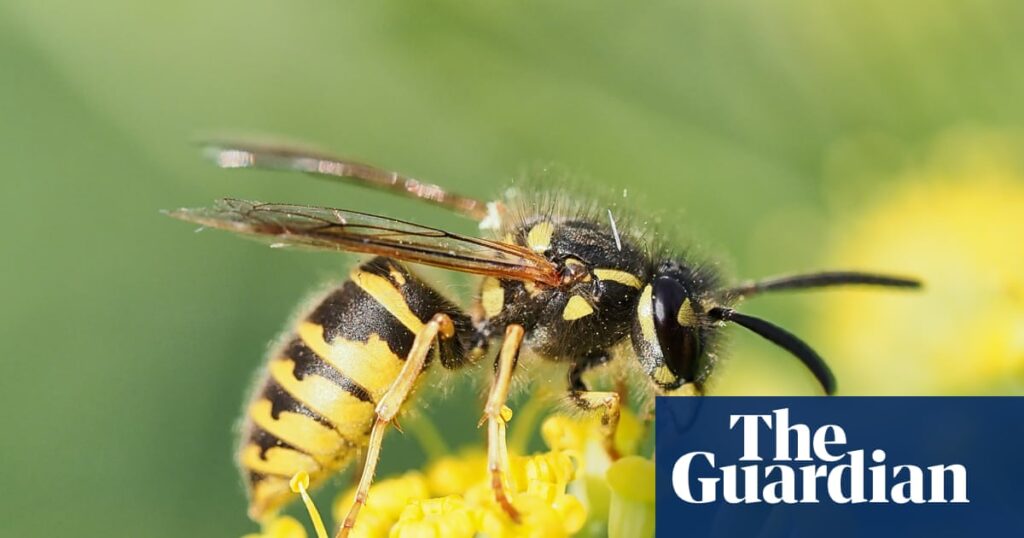 UK wasp numbers soar after unusually warm and dry spring | Insects