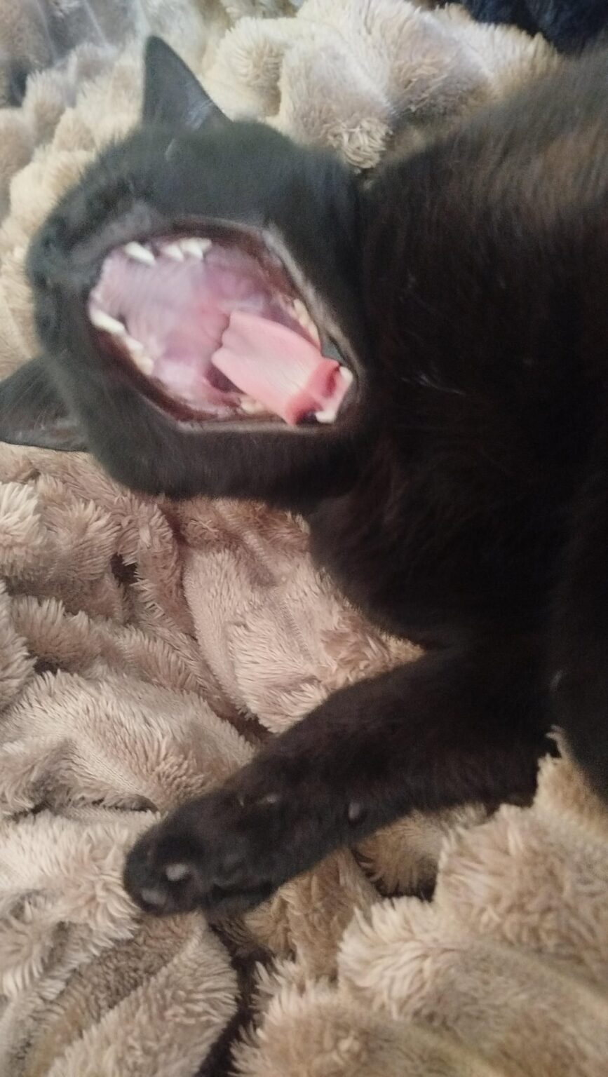 Saturday Cat Day