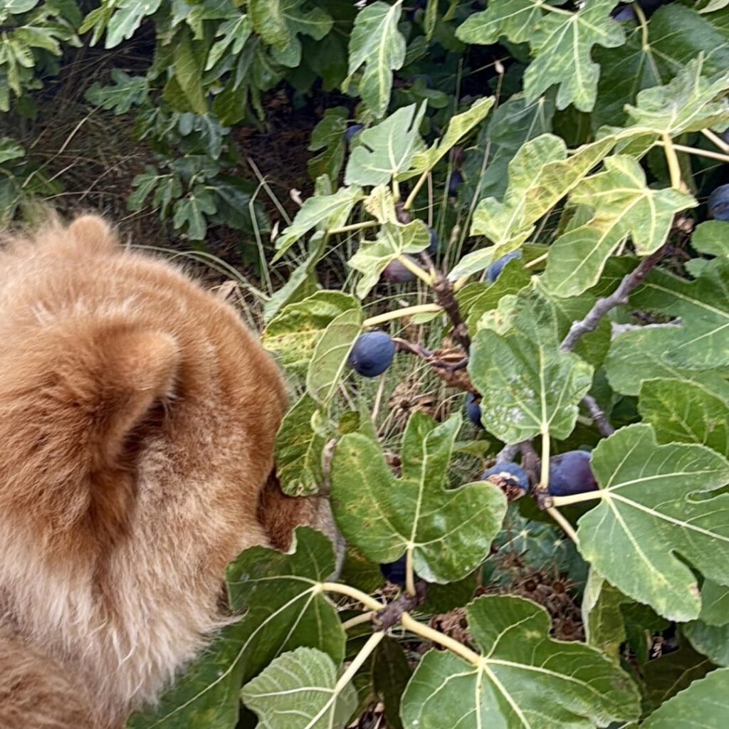 The season to collect figs