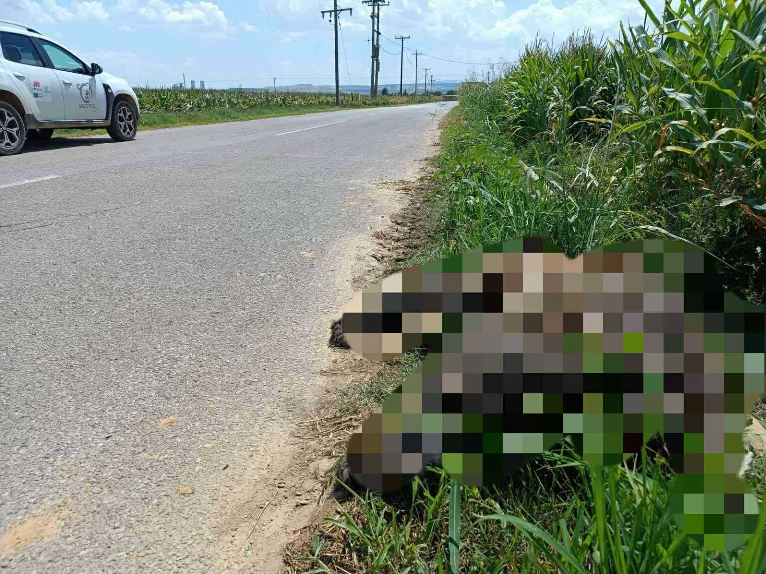 Brown Bear Killed in Latest Road Accident in Northern Greece Should Wolves Be Removed from Greece’s Mount Parnitha?