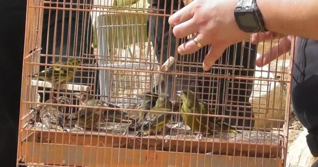 'Malta's worst poacher' gets suspended sentence for huge illegal bird collection