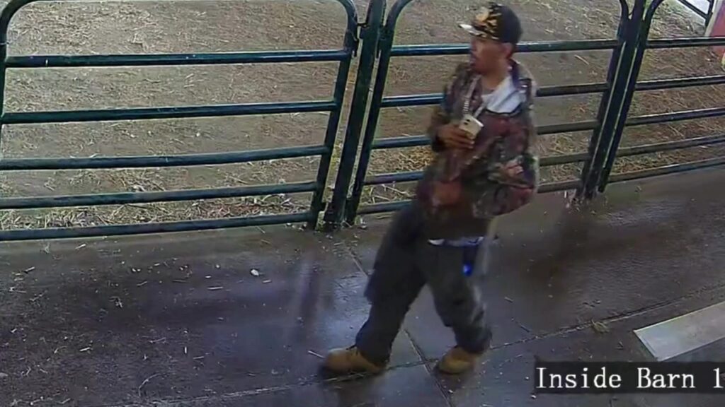 Baby turkey theft from San Jose farm caught on camera Baby turkey theft from San Jose farm caught on camera