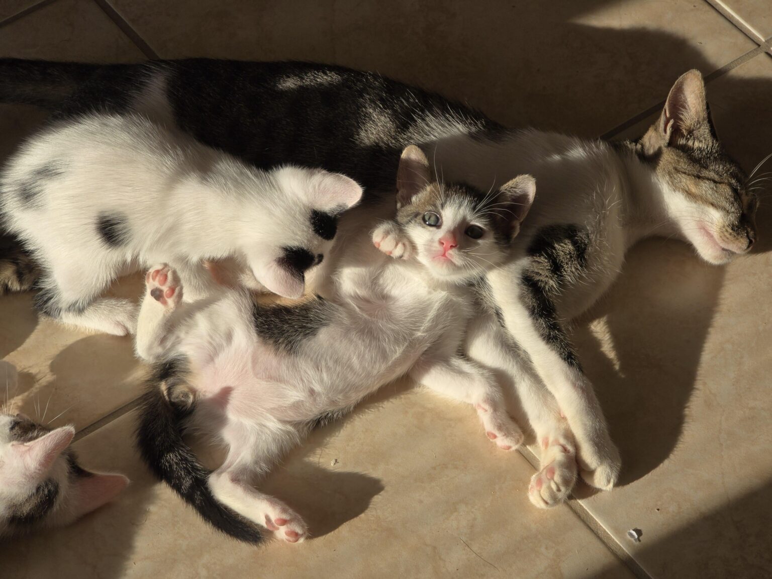 World Cat Day Today I Learn
