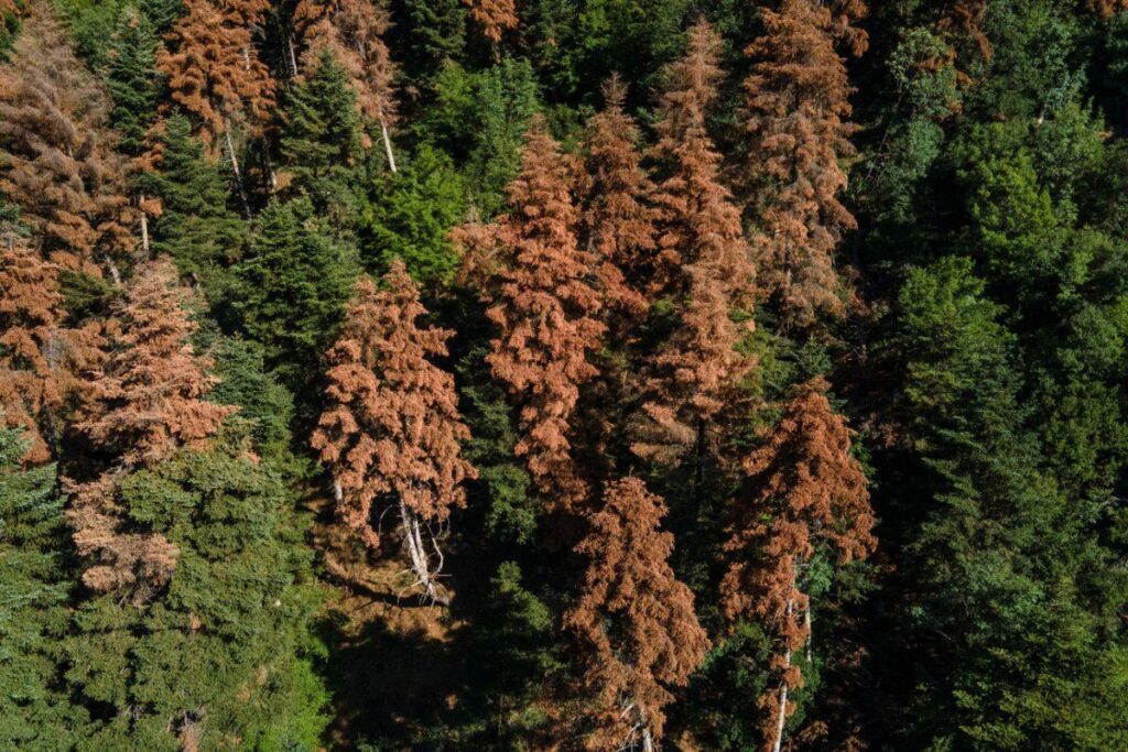 Trees in Greece are dried up and dying of diseases and drying - the state is indifferent
