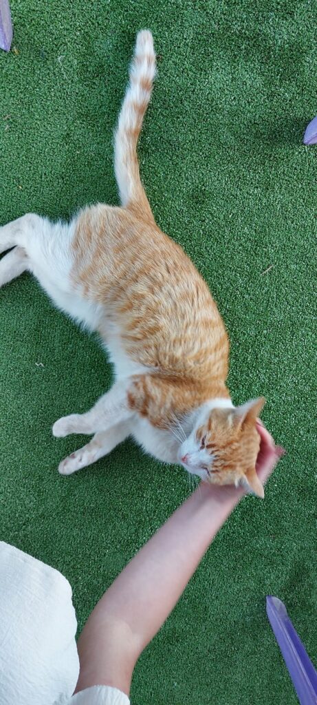 This friend is looking for a new home