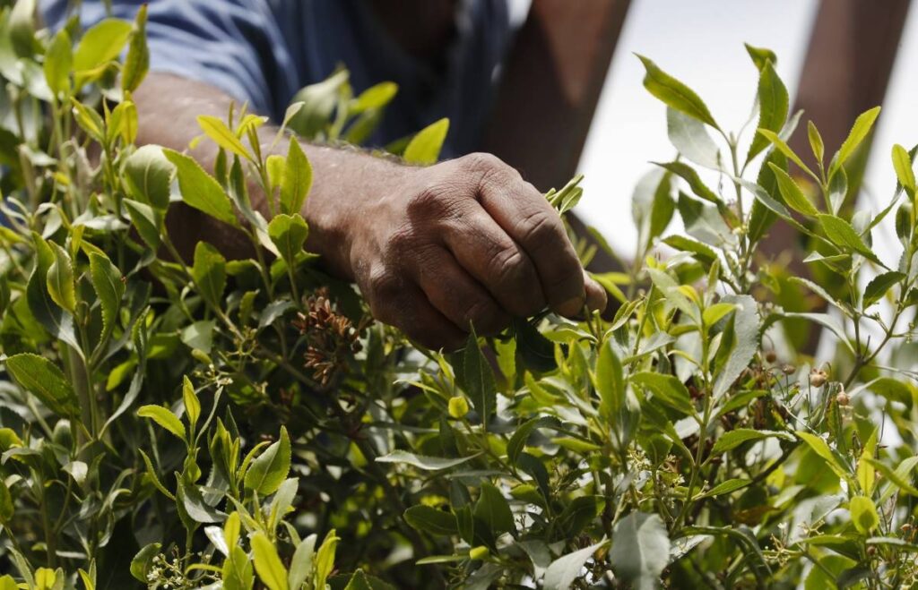 Greece seizes record amount of narcotic leaf