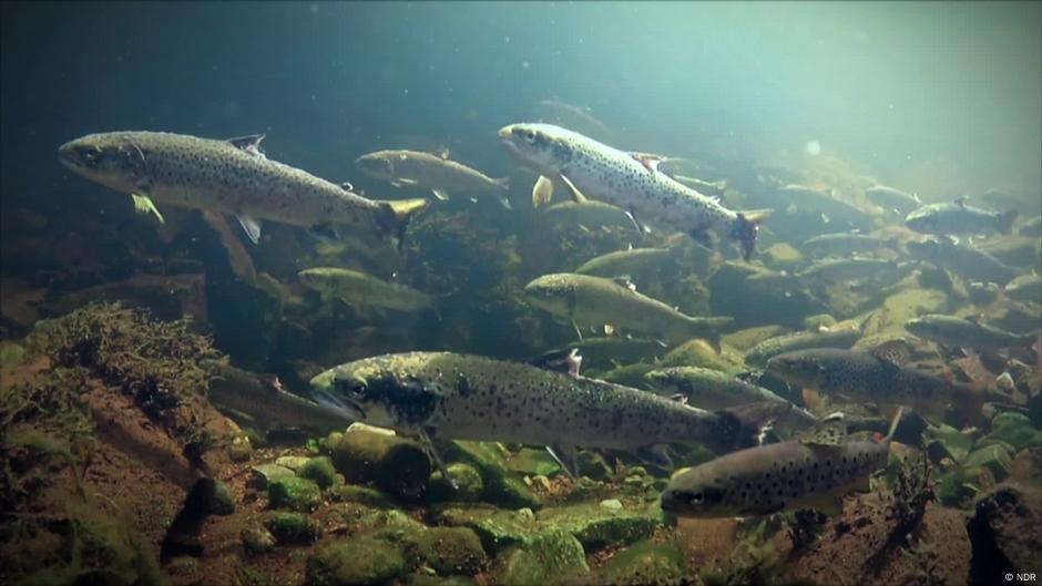 Norway’s salmon crisis – DW – 08/25/2025 Norway's salmon crisis – DW – 08/25/2025