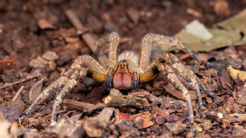 Spider venom-inspired peptide to revolutionize sexual dysfunction medicine for both men and women