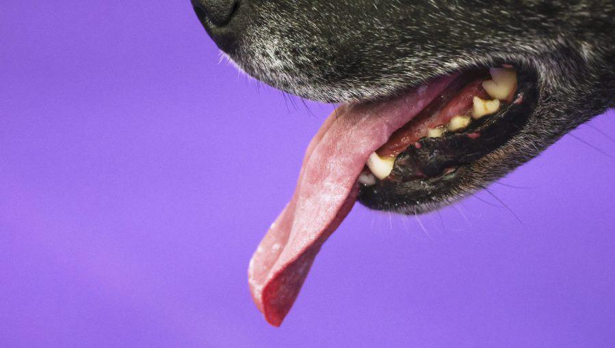 UK woman dies after dog licks her open wound: Report