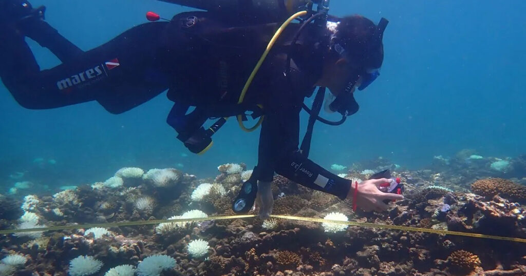 AI Tool Makes Coral Reef Monitoring Fast, Easy, and Collaborative
