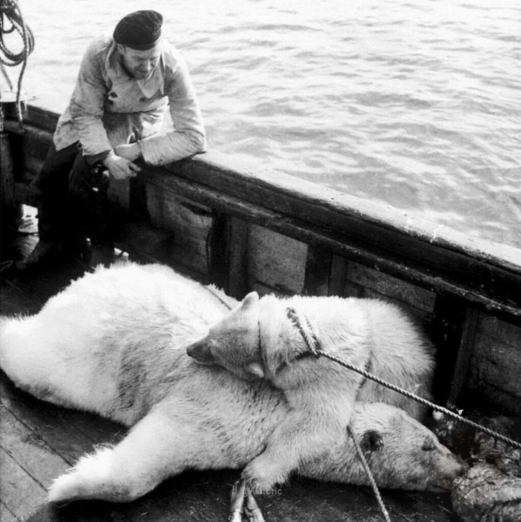 A white bear cub hugs its mother. The baby bear sat in this position all day and night, crying and refusing to eat. The mother bear was killed by Norwegian sailors while fishing.