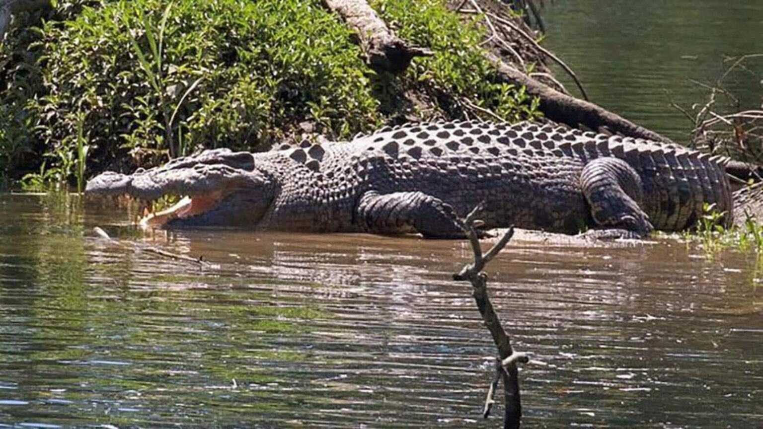 Saltwater crocodiles losing nesting ground in Sundarbans due to climate change: Govt report | Kolkata Saltwater crocodiles losing nesting ground in Sundarbans due to climate change: Govt report | Kolkata