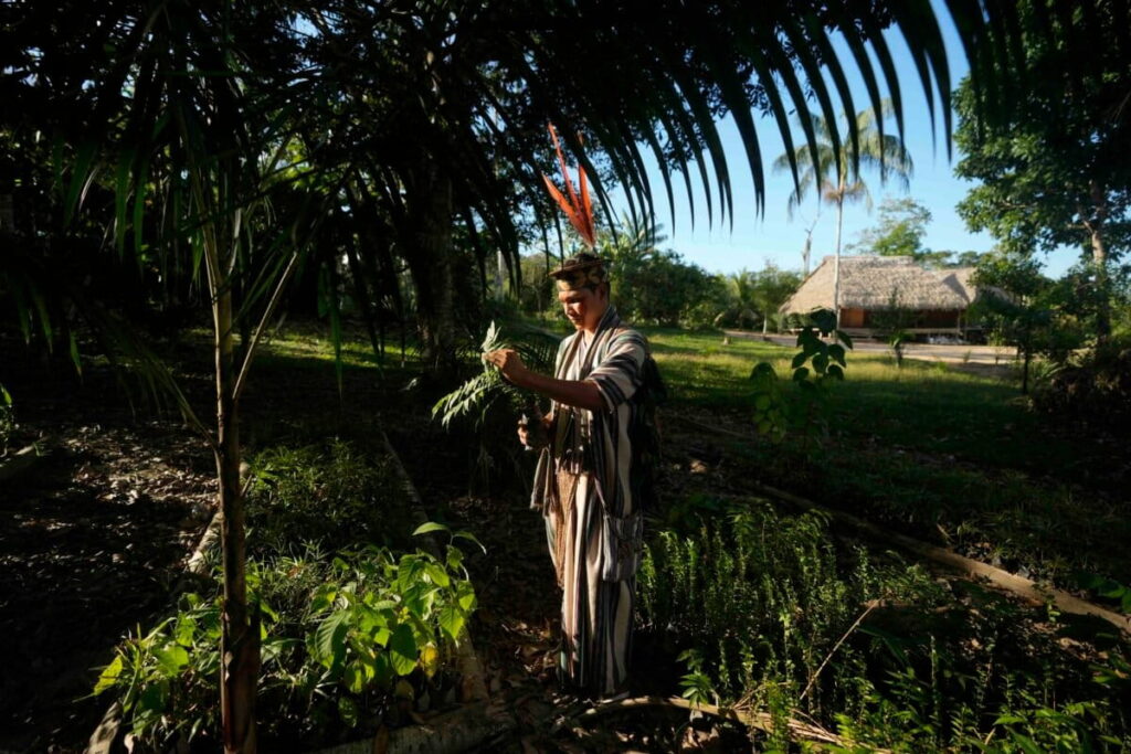 Norway pledges more direct funding to support Indigenous peoples in Brazil Ashaninka Indigenous youth Tayriykari inspects cedar baby trees for reforestation in the Apiwtxa village, Acre state, Brazil, Monday, June 24, 2024. Image by AP Photo/Jorge Saenz.