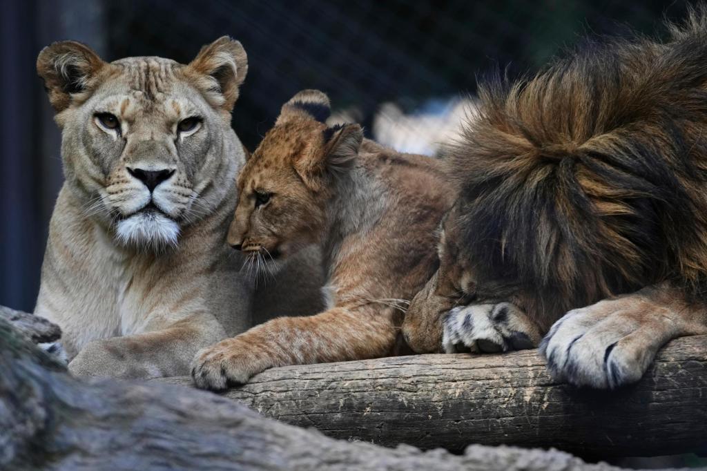 Czech zoo welcomes 4 rare Barbary lion cubs whose population is extinct in the wild