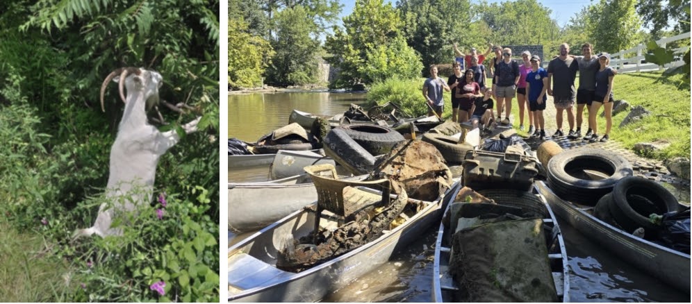 Hanging Out With Goats And The Creek Rats Of The Creek Clean Up Project In Franklin County