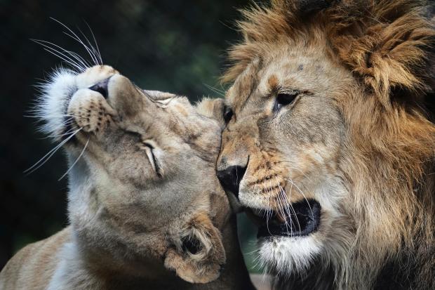 Male Barbary lion Bart and female Khalila rest in their...