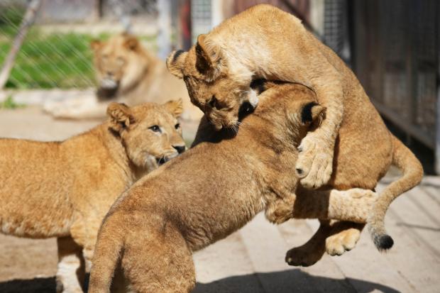 Three of four Barbary lion cubs, that were born recently...