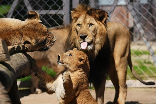One of four Barbary lion cubs, that were born recently...